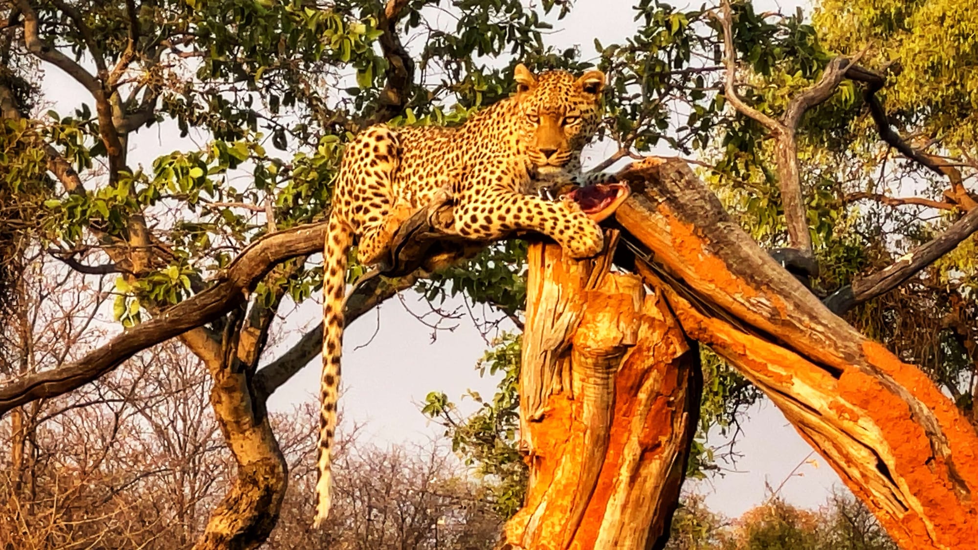 A leopard makes direct eye contact while eating meat in a tree.