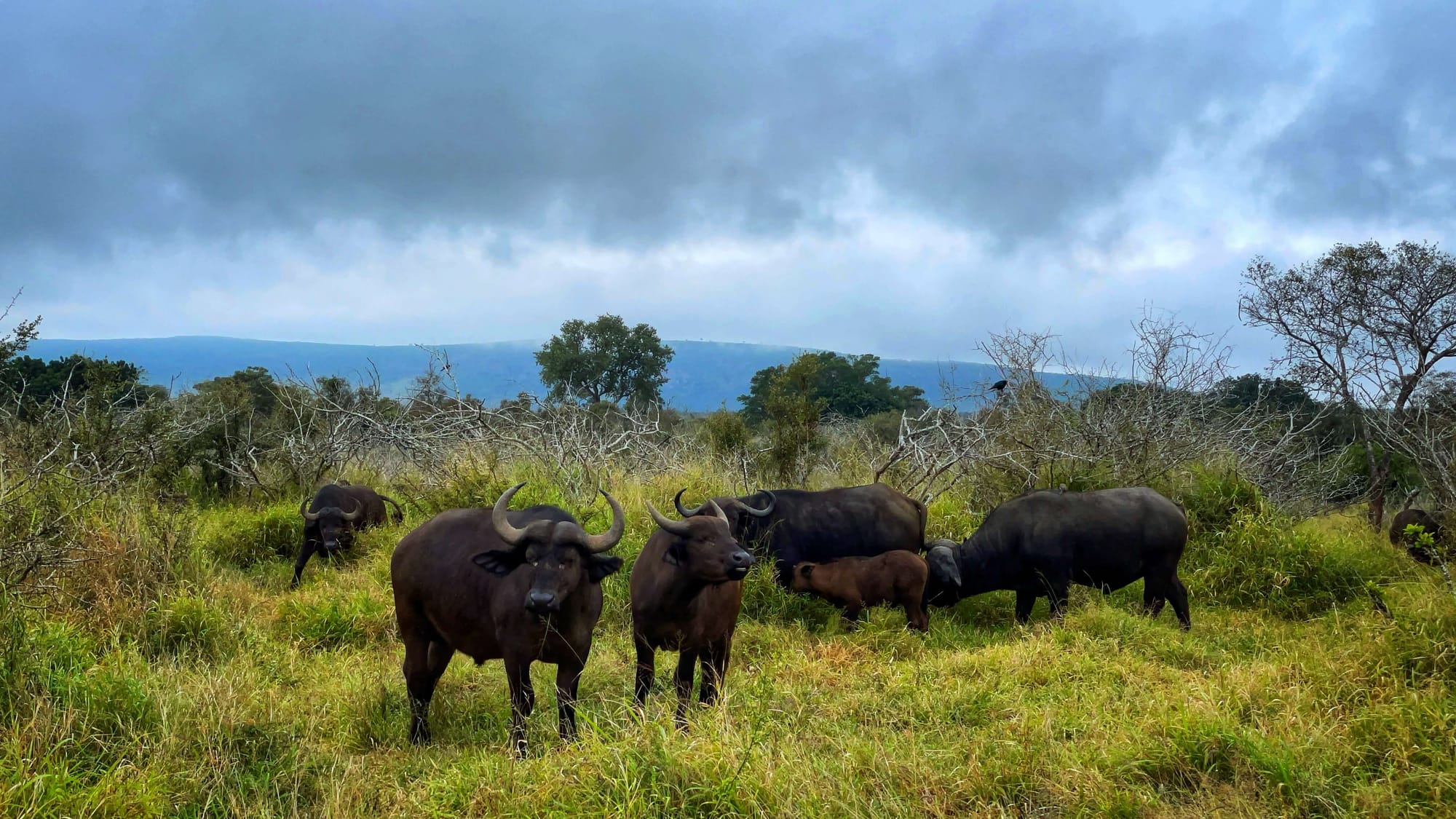 Six buffalo, including a baby, stand among tall green grasses on a cloudy day. They have curved horns, and dark reddish brown bodies, like cows.