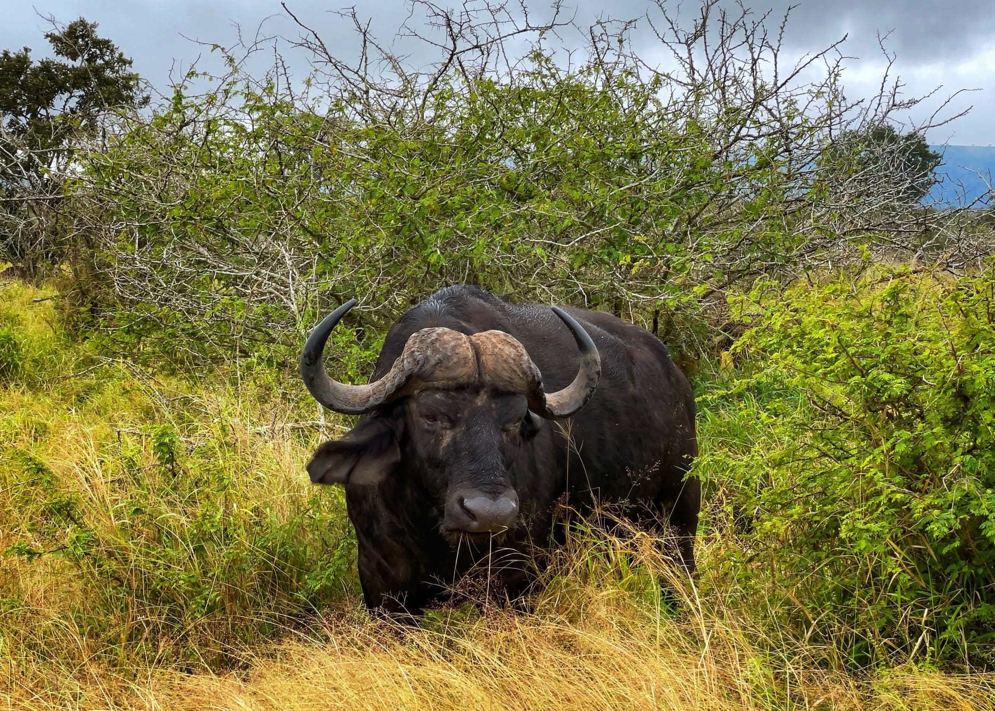 An African Buffalo faces the camera. Tall yellow grasses and green bushes surround it. 