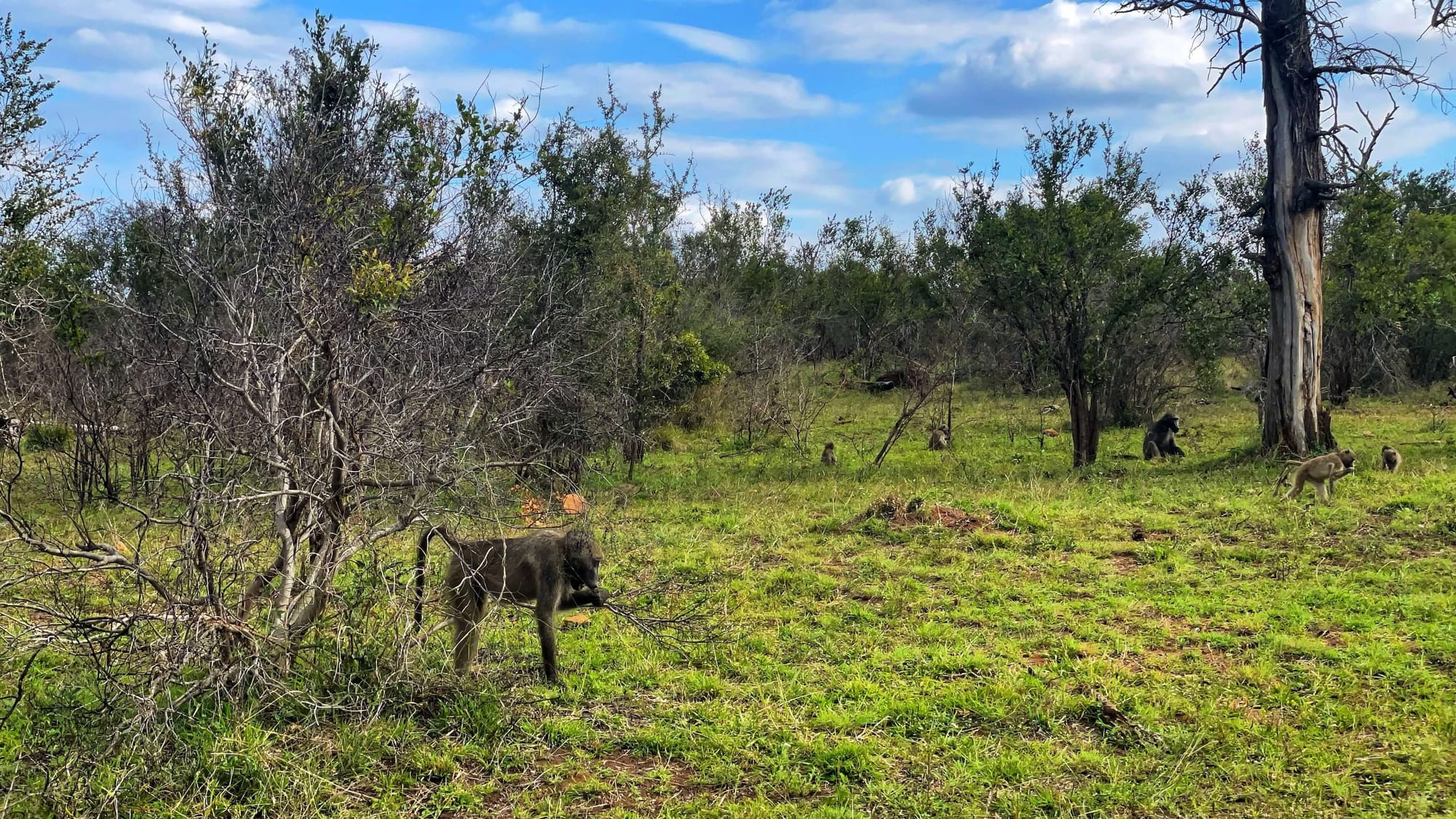 A baboon on all fours brings its hand to its mouth. More baboons can be seen in the distance. They are in a clearing of green grass, with tall bushes surrounding them.