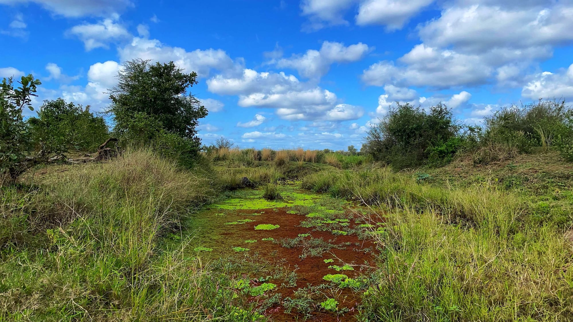 Red and neon green mosses cover one section of the river so that no water can be seen. The sky is blue and clouds are white.