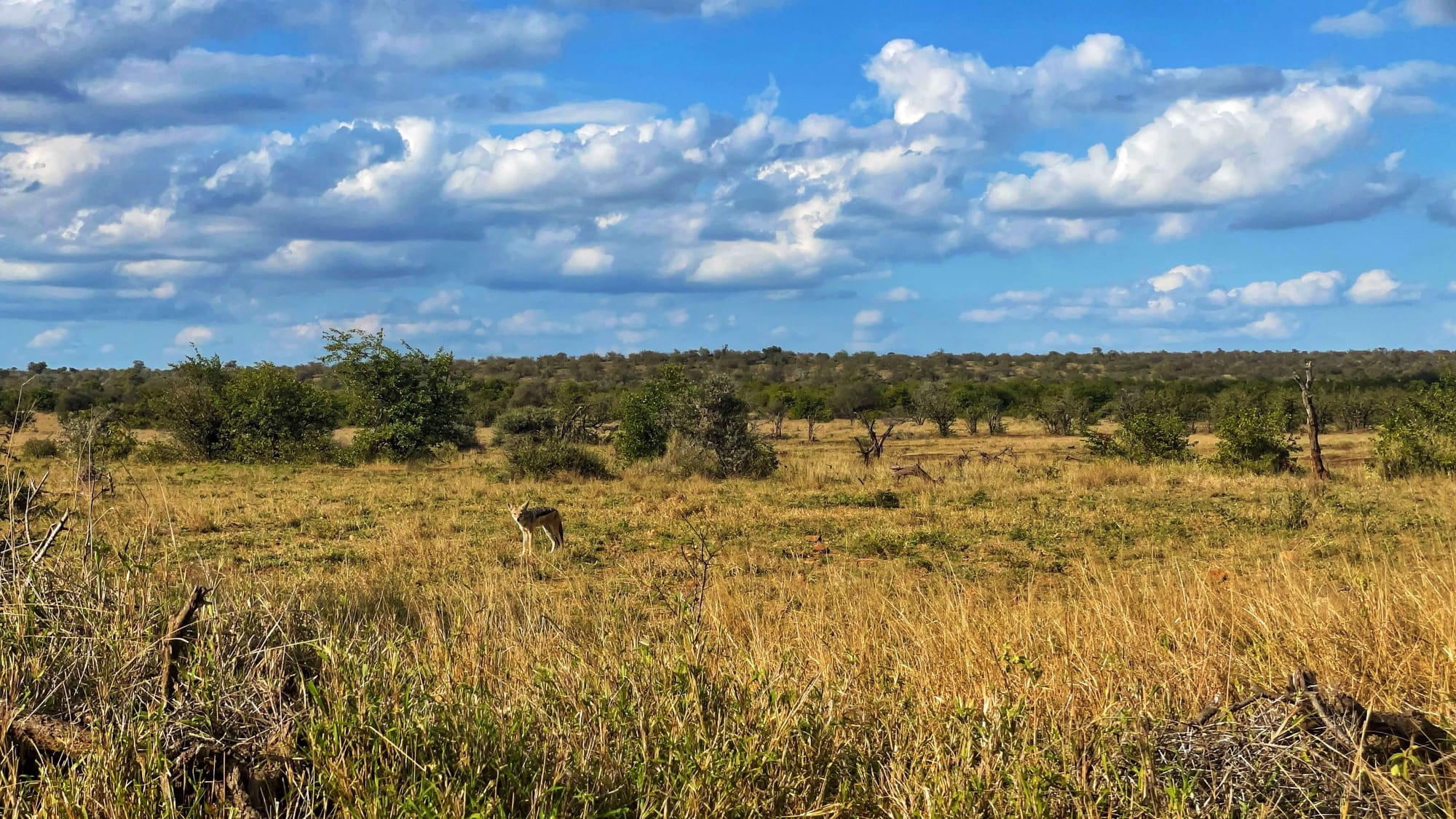 A fox with a black and silver back stands in a yellow, grassy field. Behind are green trees and above is a blue sky.