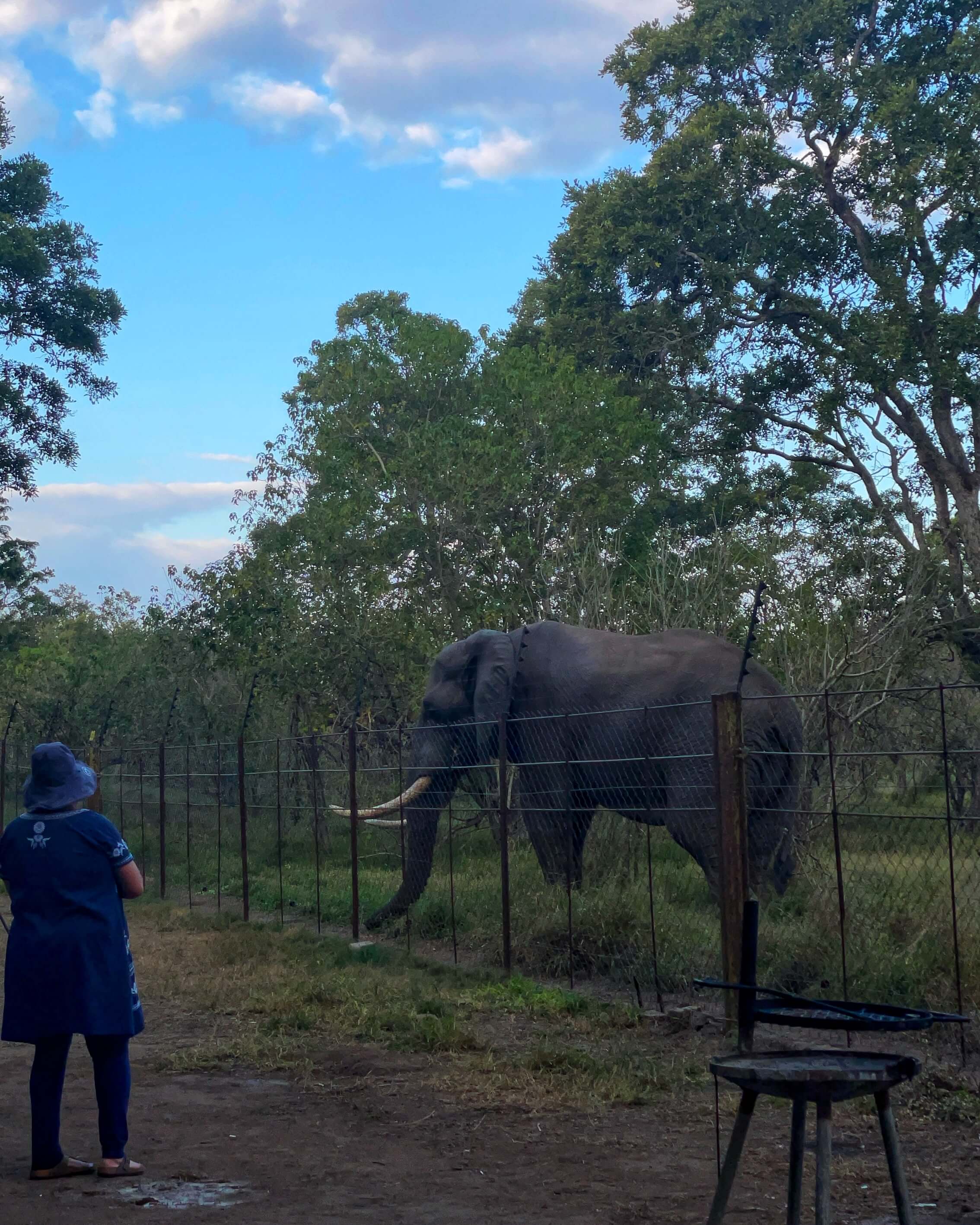 A woman in blue looks at an elephant through a fence at dusk.