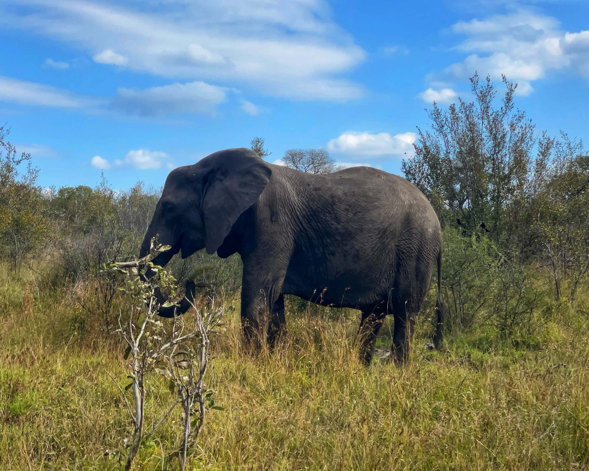 One elephant eats in a clearing of green grasses under a blue sky and white clouds.