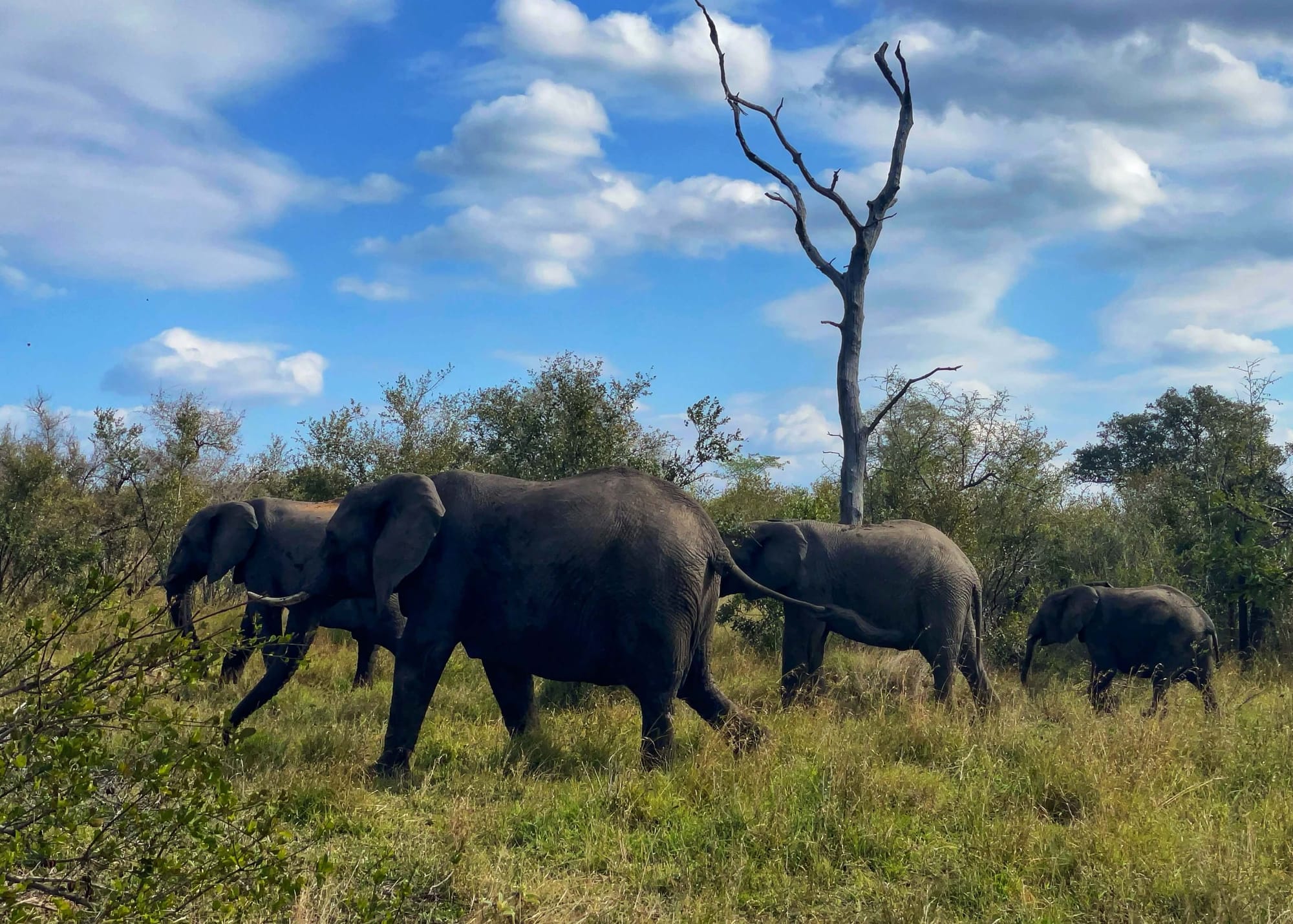 Four elephants, including one small elephant, walk through a clearing of green grass and tall green bushes under a blue sky and white clouds.