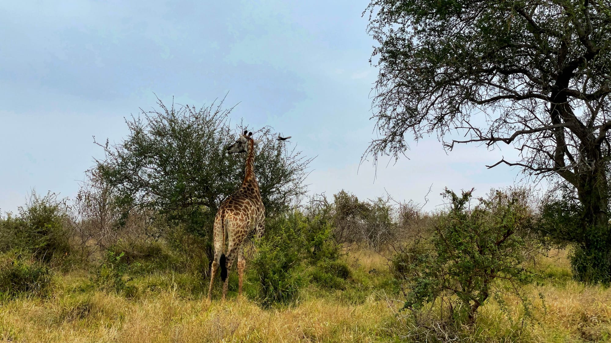 The sky is overcast as a giraffe eats from the top of a bush. A bird is flying nearby.