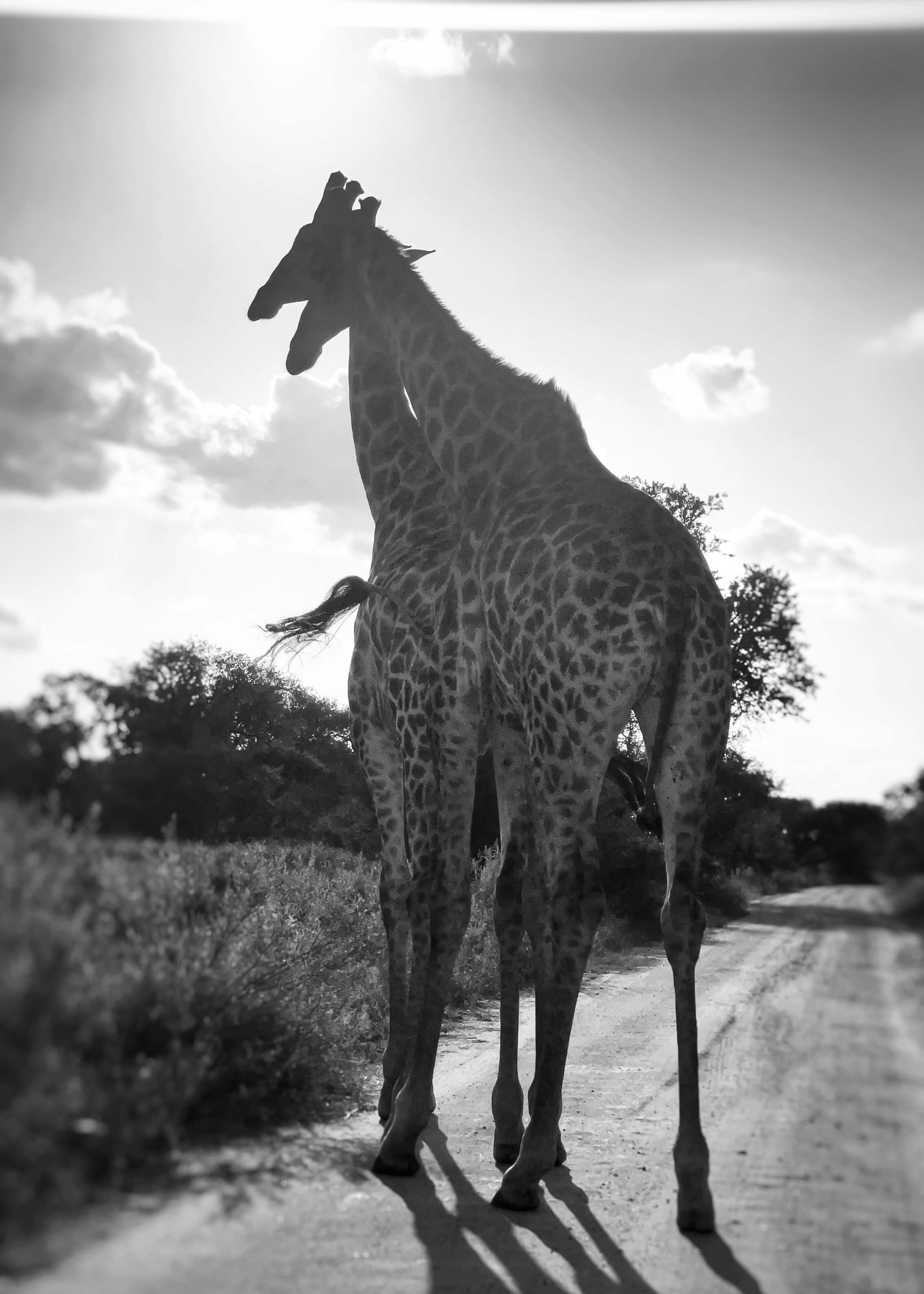 Two giraffes in black and white with their necks intertwined standing on a dirt road.