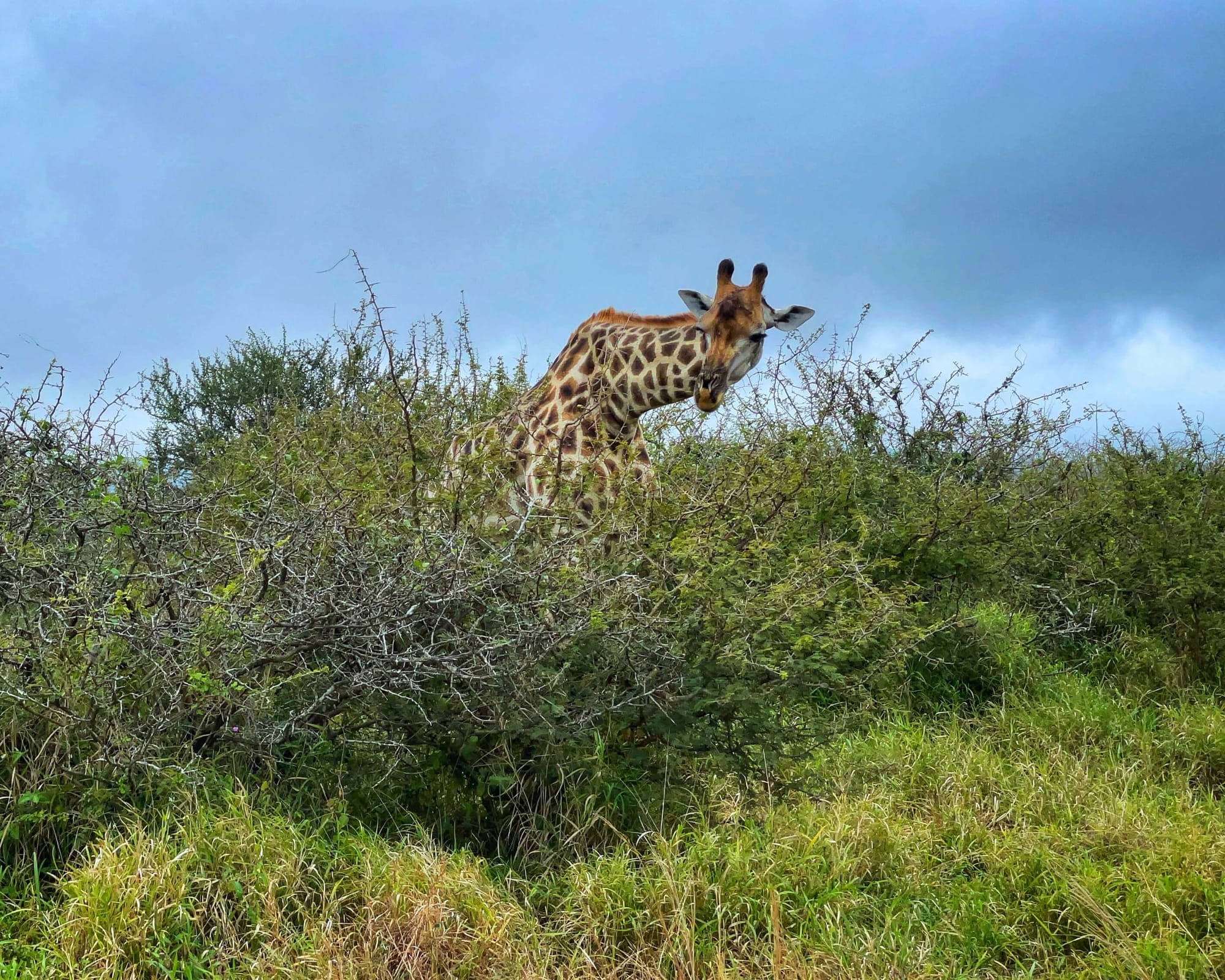 A giraffe, with dark brown spots, and an orange face, peers over a tall bush with its neck at an angle. The body is mostly covered by the bush.