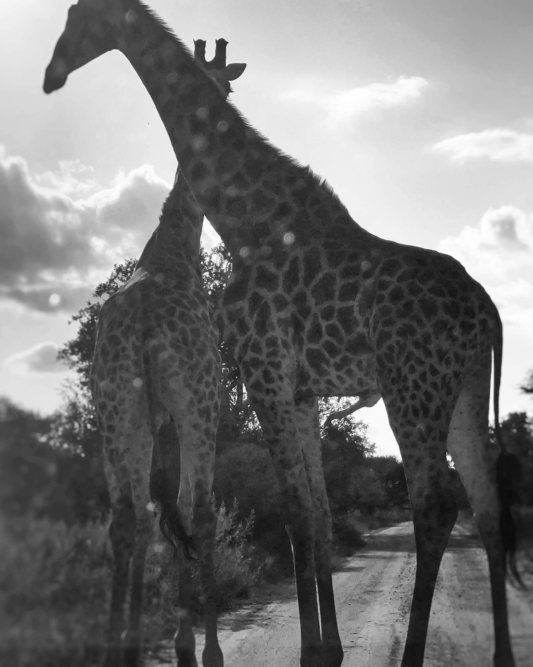 Two giraffes in black and white standing on a dirt road. One giraffe is peeing.