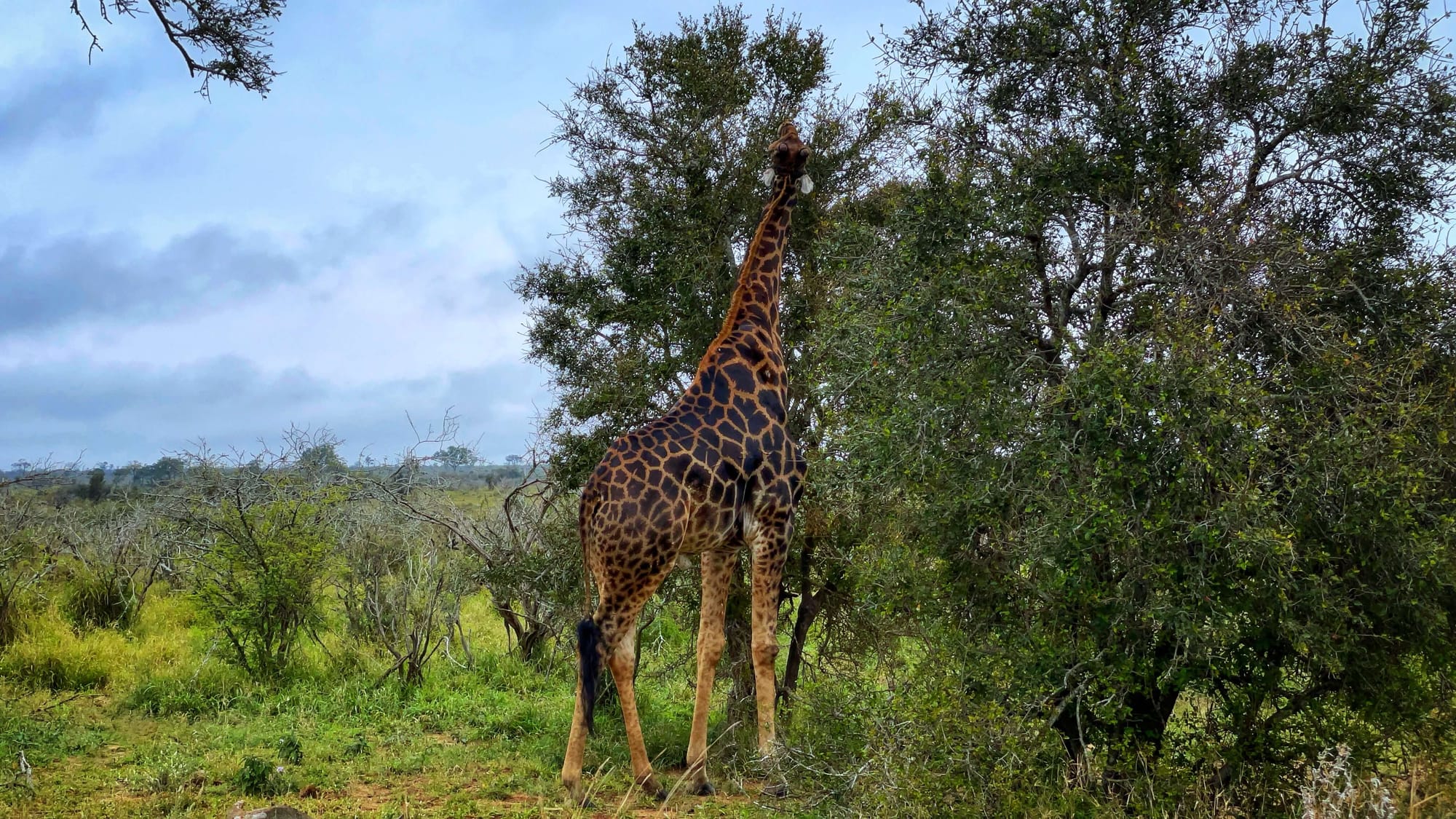 A giraffe stretches its neck to eat from the top of a bush.