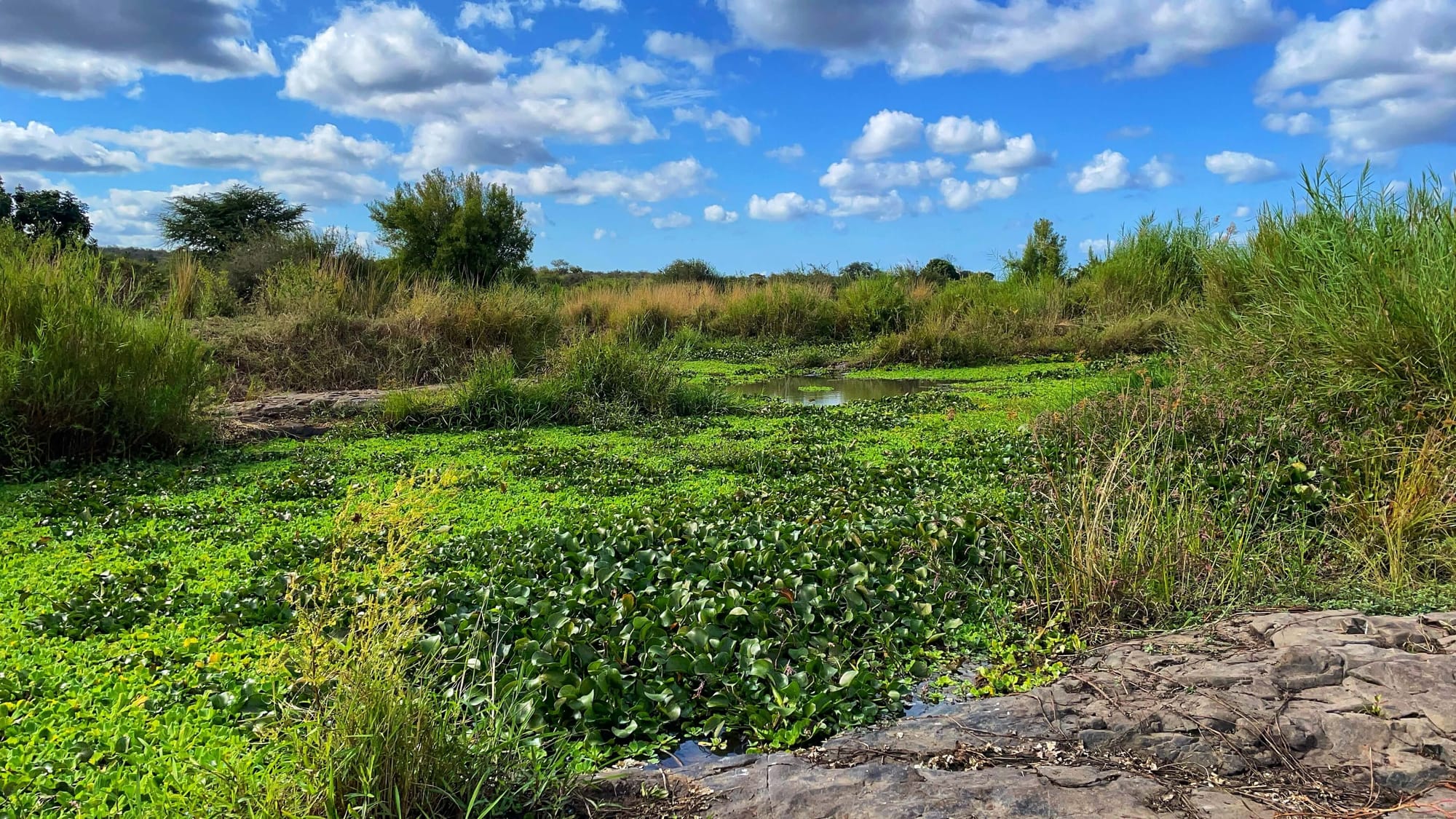 A close up view of green lily pads on the water.