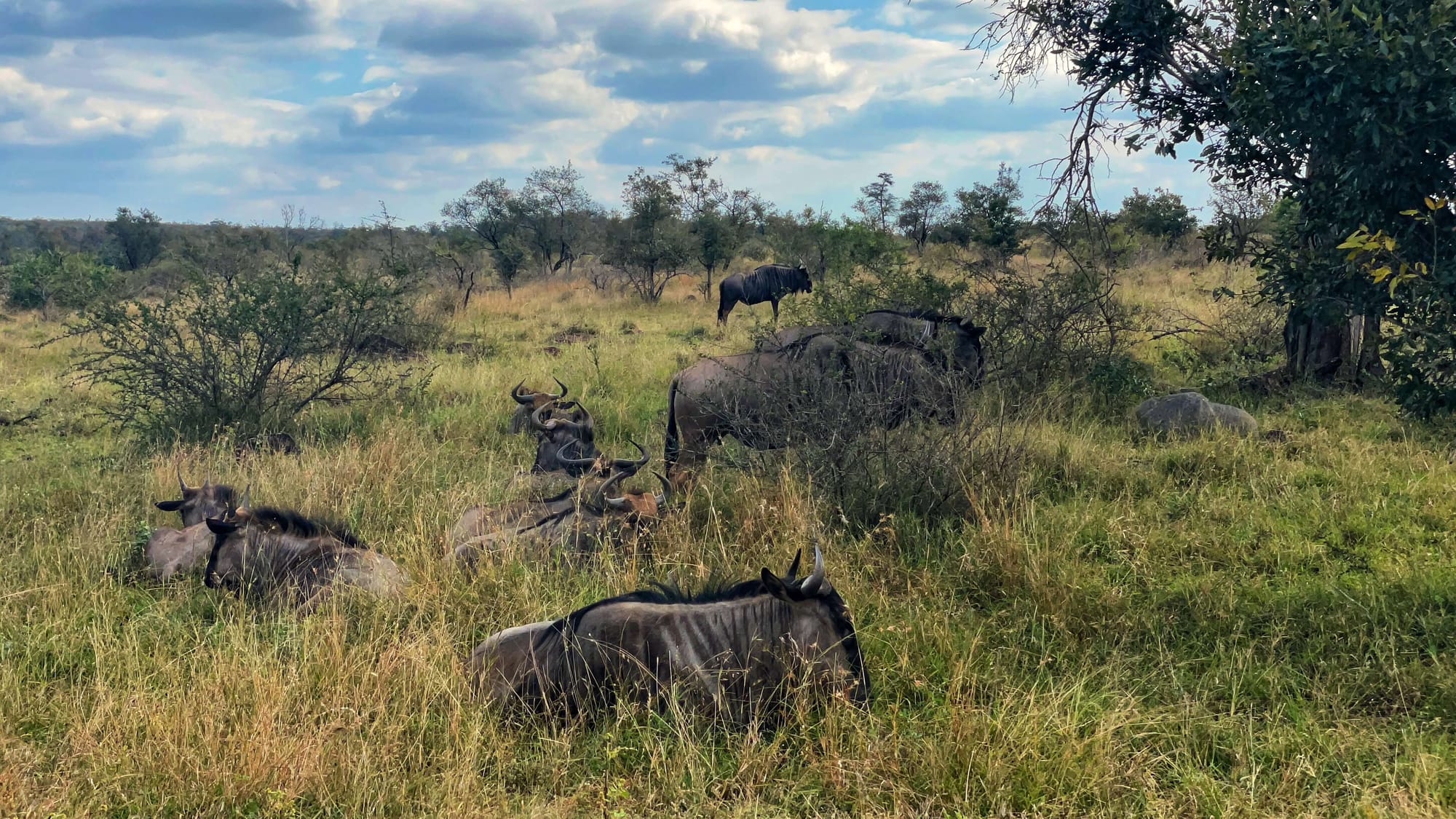 Ten brown wildebeest with small horns are scattered in the grass. They have white streaks and black manes.