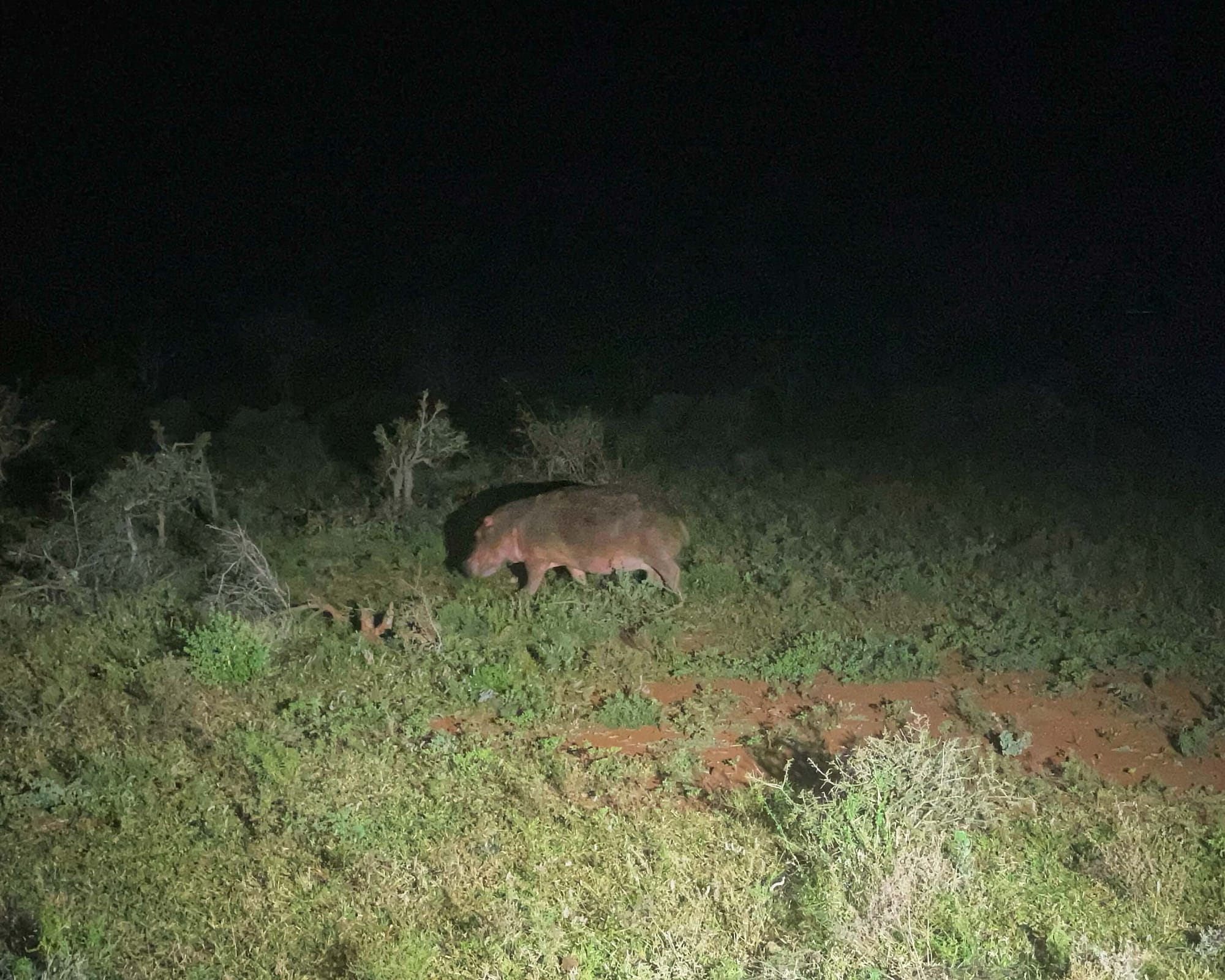 One hippo, illuminated by a spotlight, walks at night. The body is round, and the belly is pink.