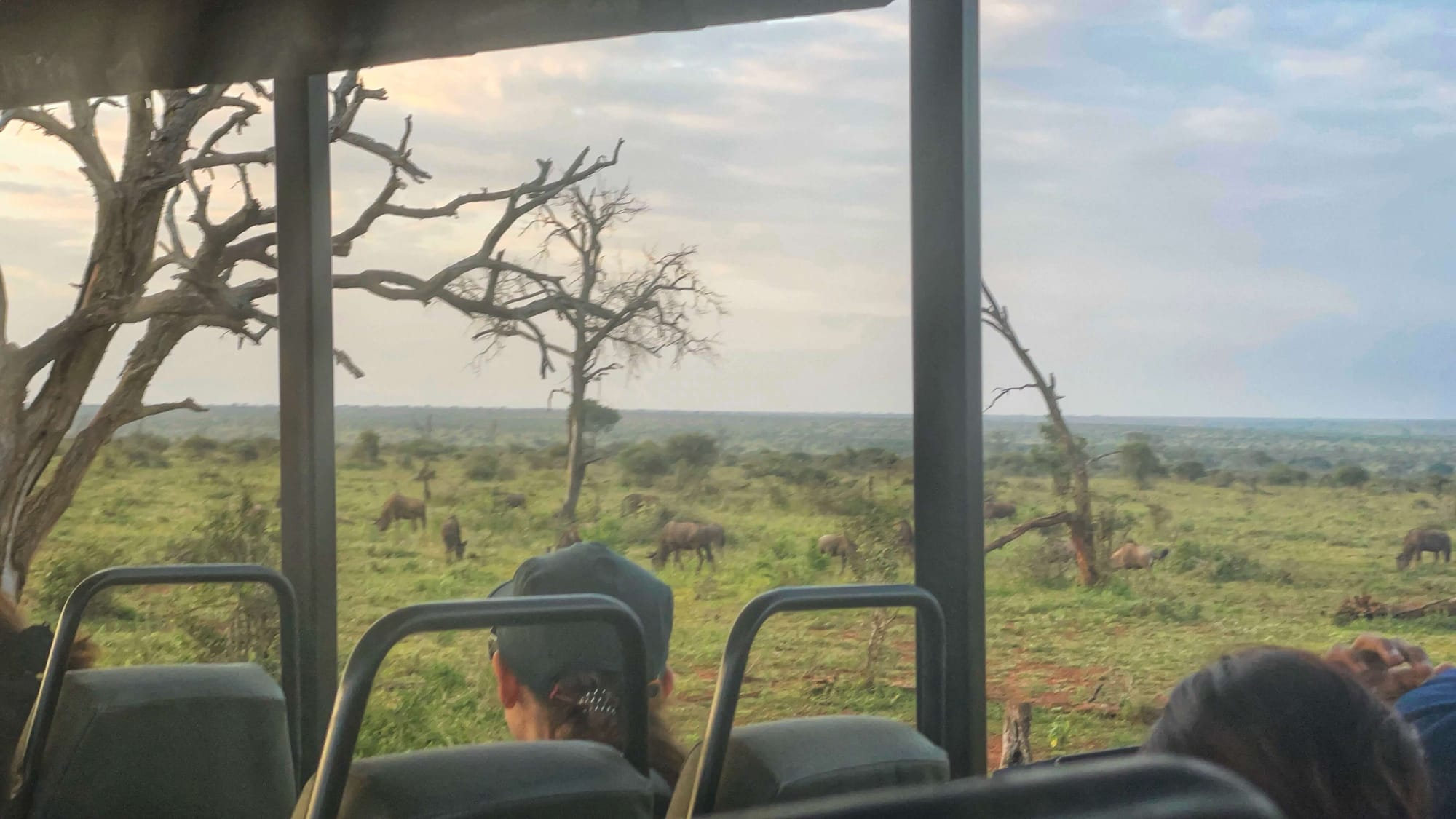 View from a truck looking out at animals in Kruger. 