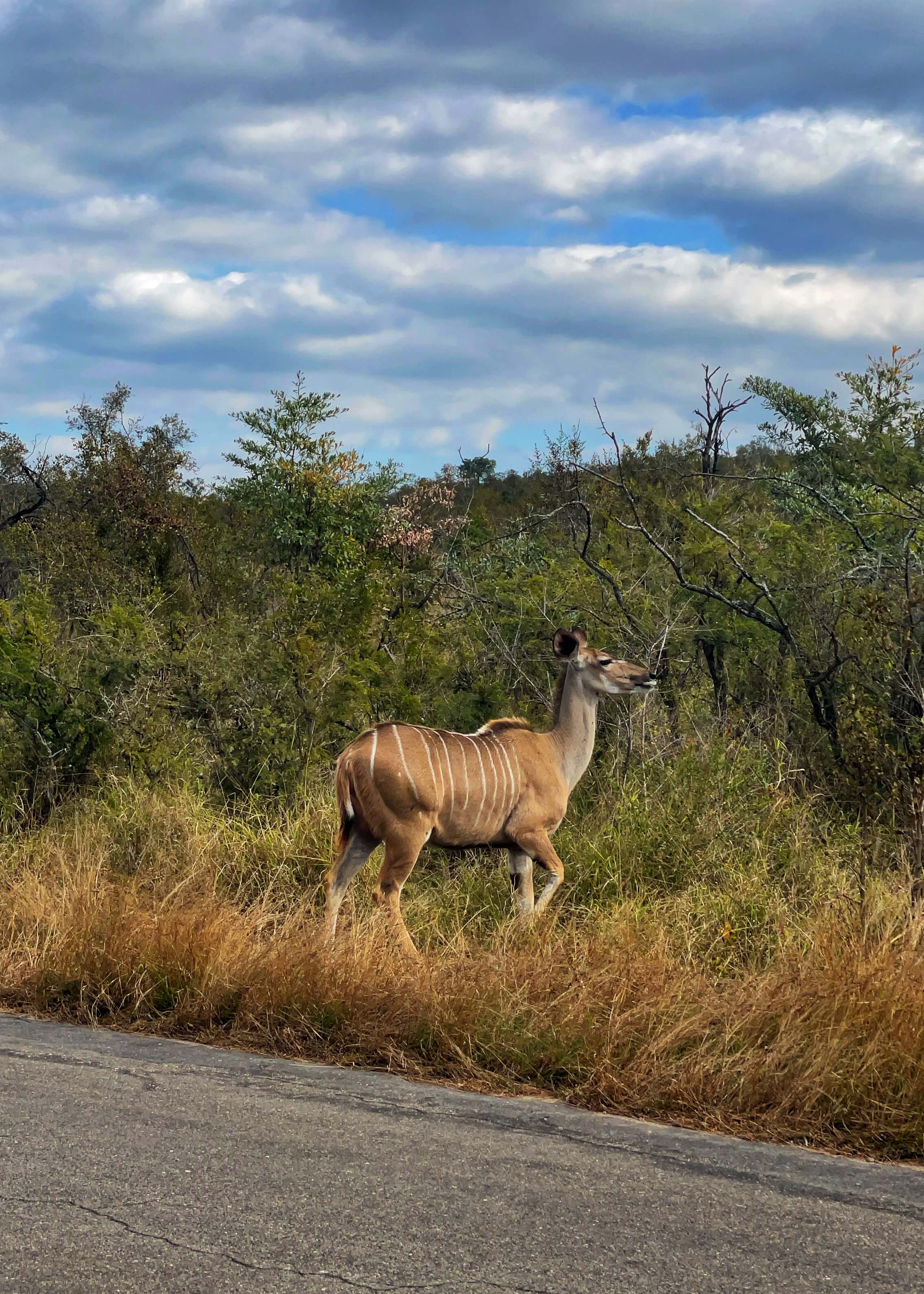 A tan-colored antelope with white stripes and a long, pale neck walks into the bush next to a paved road.