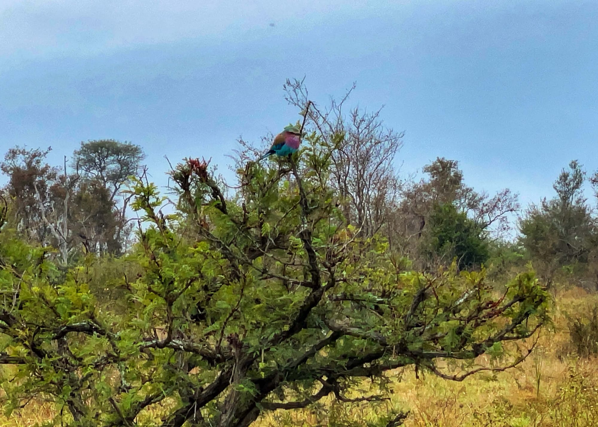 A rainbow colored bird sits at the top of a tree on an overcast day.