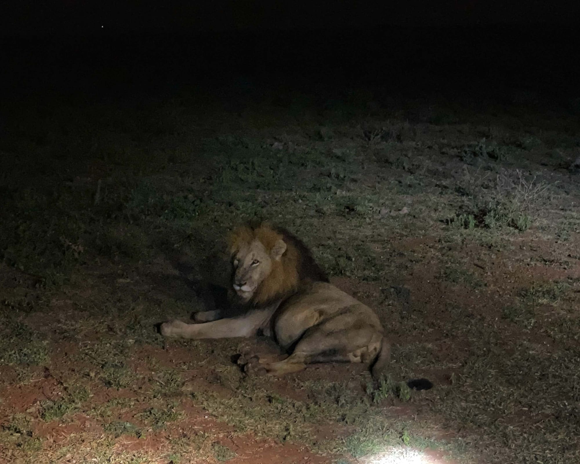 One male lion with a shaggy mane of fur, sitting up on the ground, looks in the direction of the camera. It is night time.