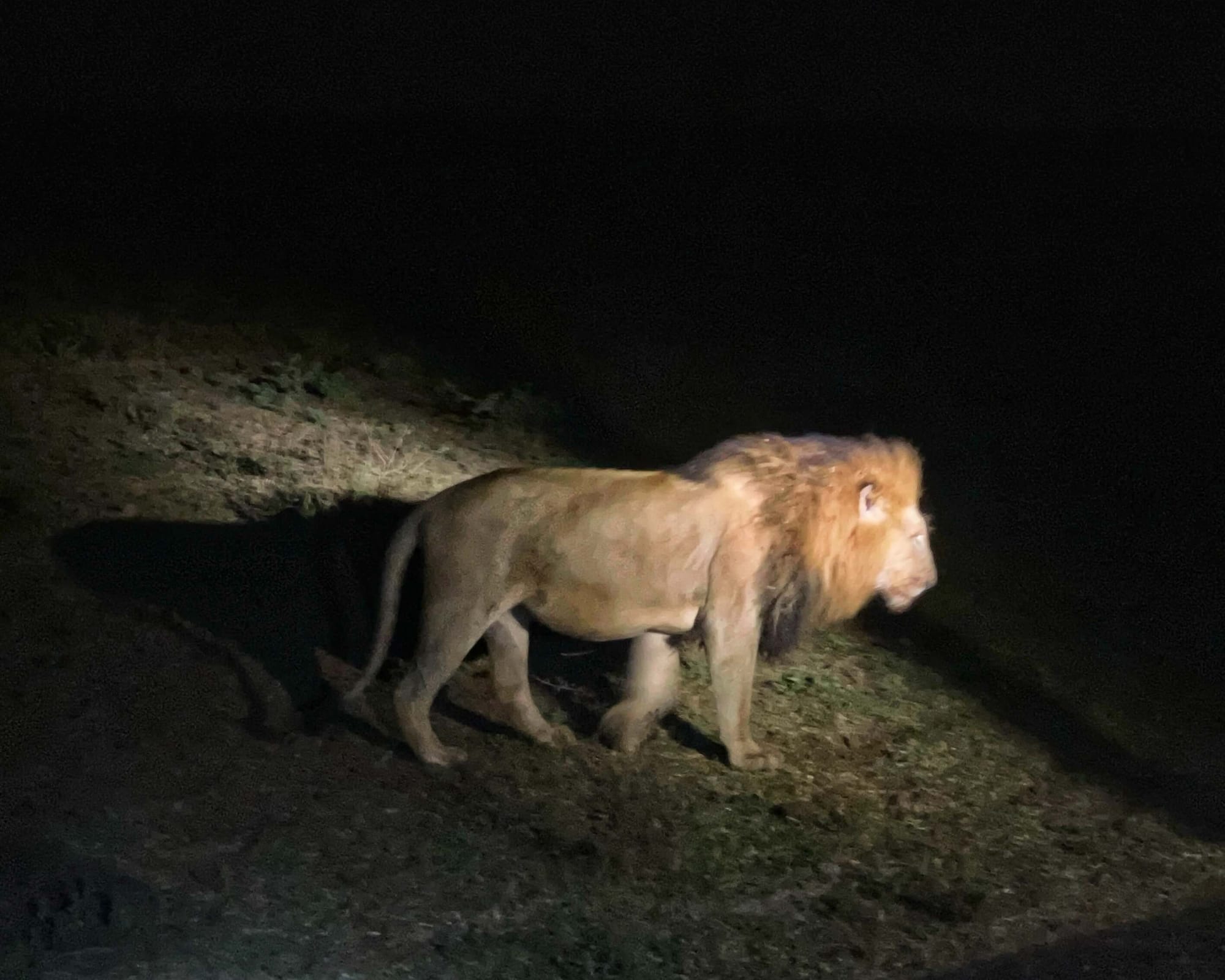 One male lion, illuminated by a spotlight at night, walking.