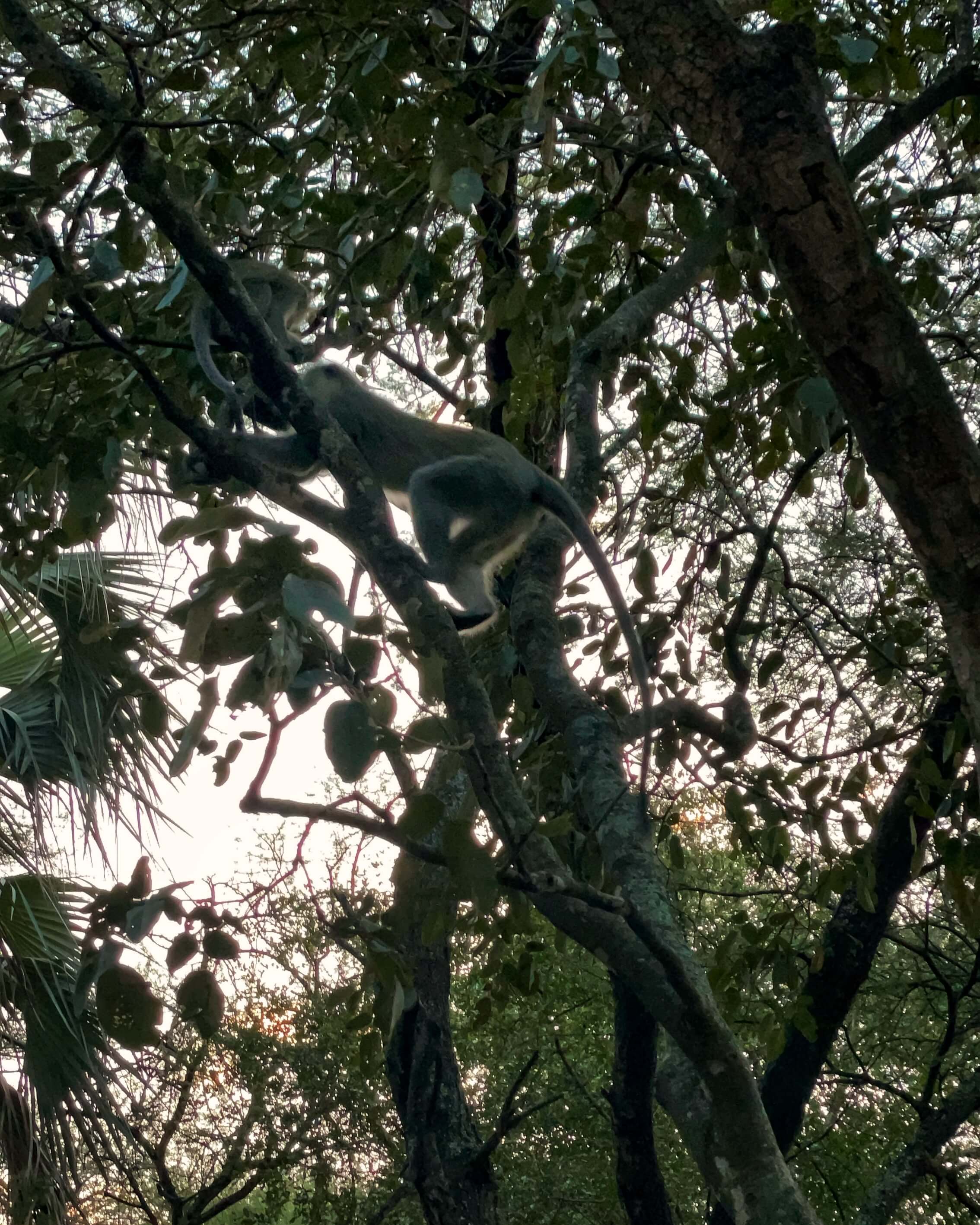 Two grey monkeys climb a tree.