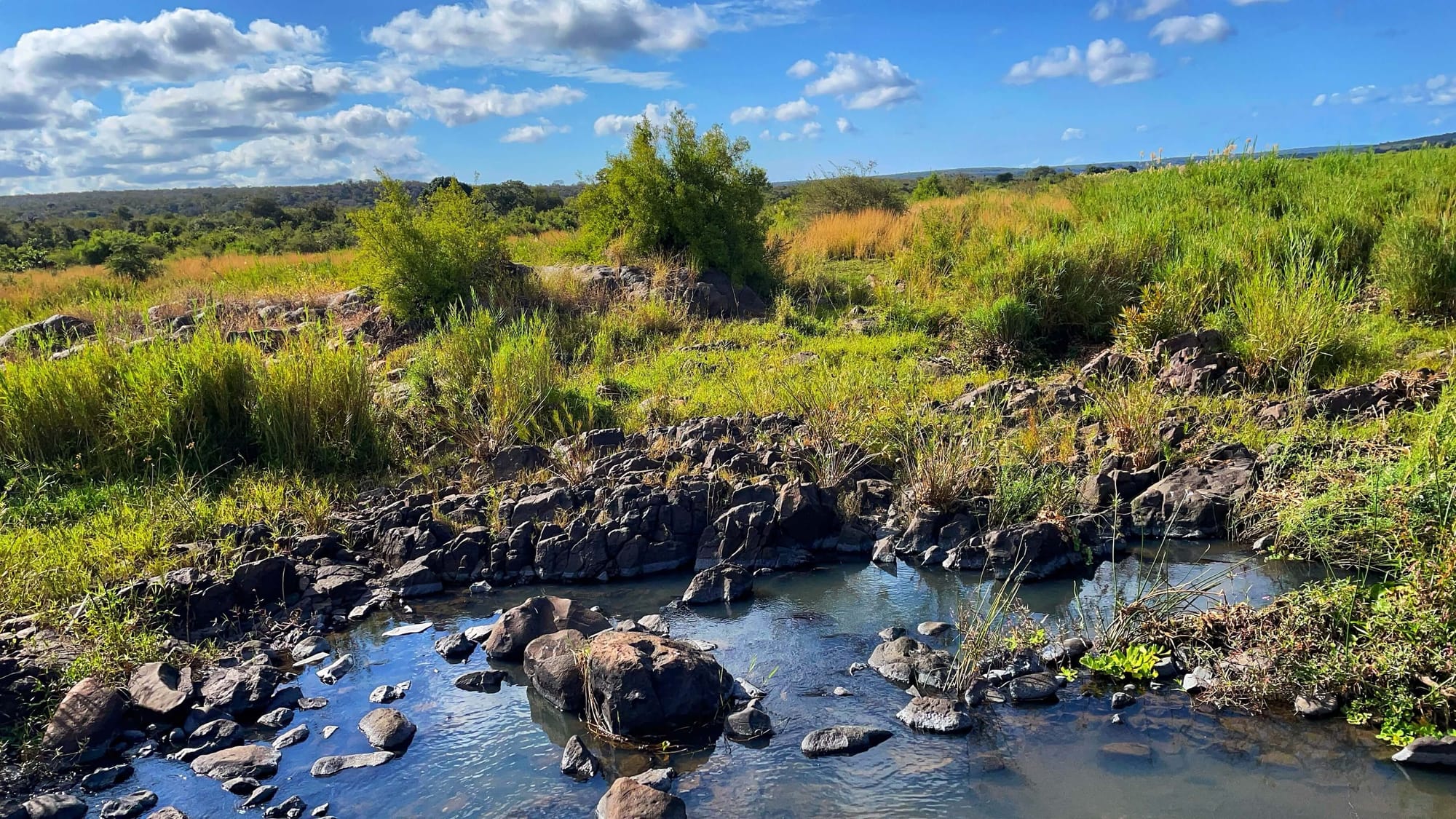 A pond in the foreground, rocks and green grasses behind.