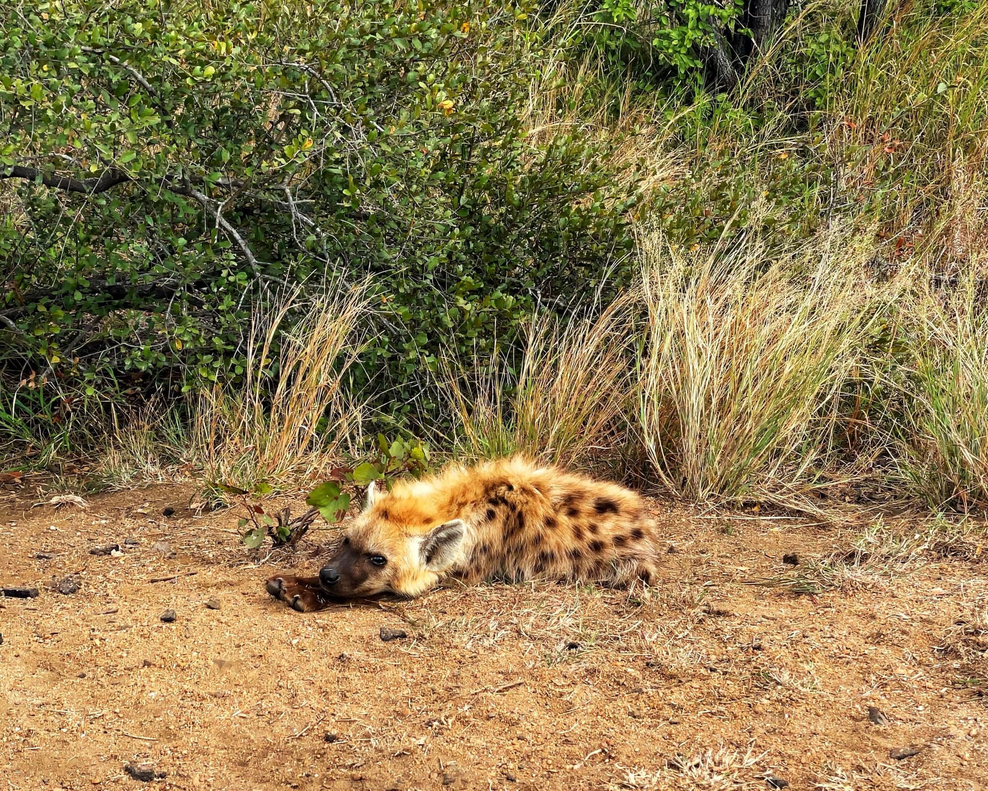 One hyena lays its head on its paws in the dirt. Sun shines on the fur, giving it a golden yellow and rust red color. Dark brown spots cover the body.