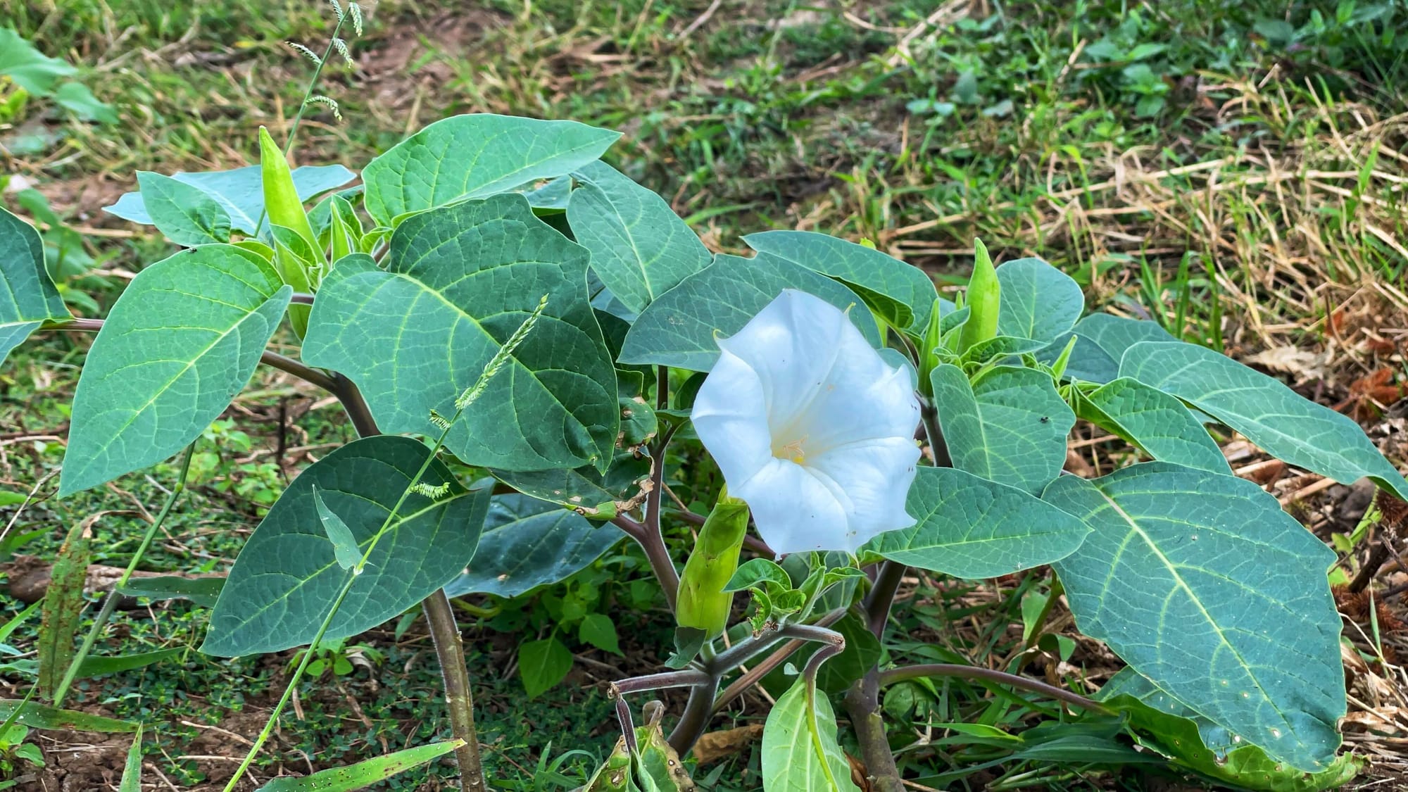 A beautiful white flower with a trumpet-like opening sits among big green leaves.