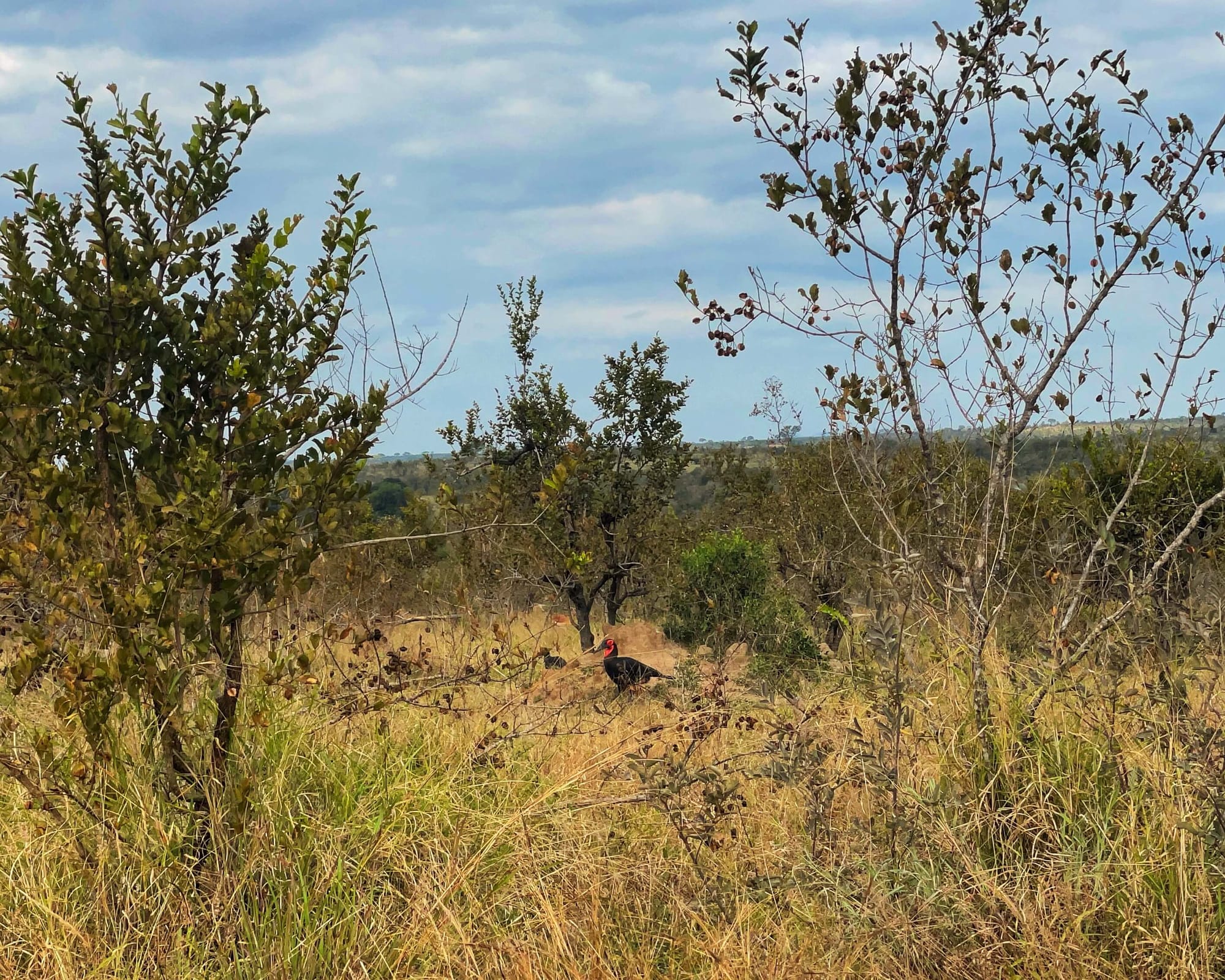 A black bird with a red neck, like a duck, sits in a patch of yellow grasses.