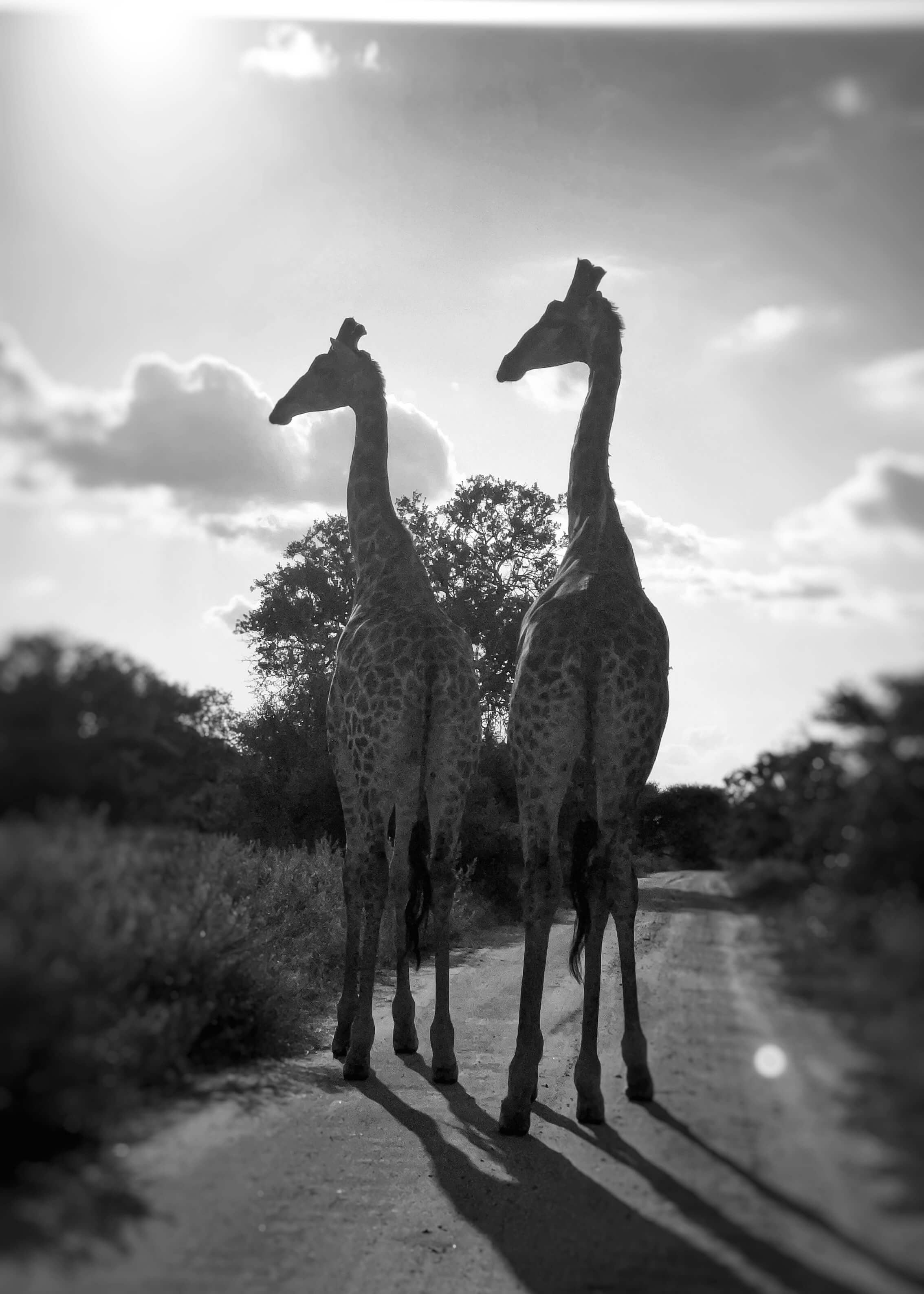 Two giraffes in black and white side-by-side standing on a dirt road.