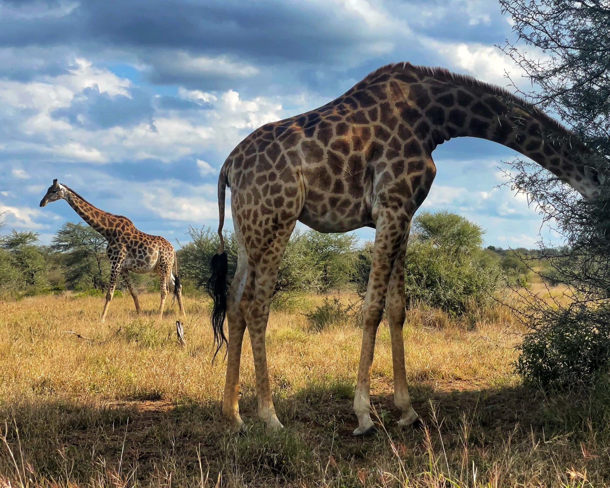 One giraffe sticks its head in a bush while another walks past in the background.