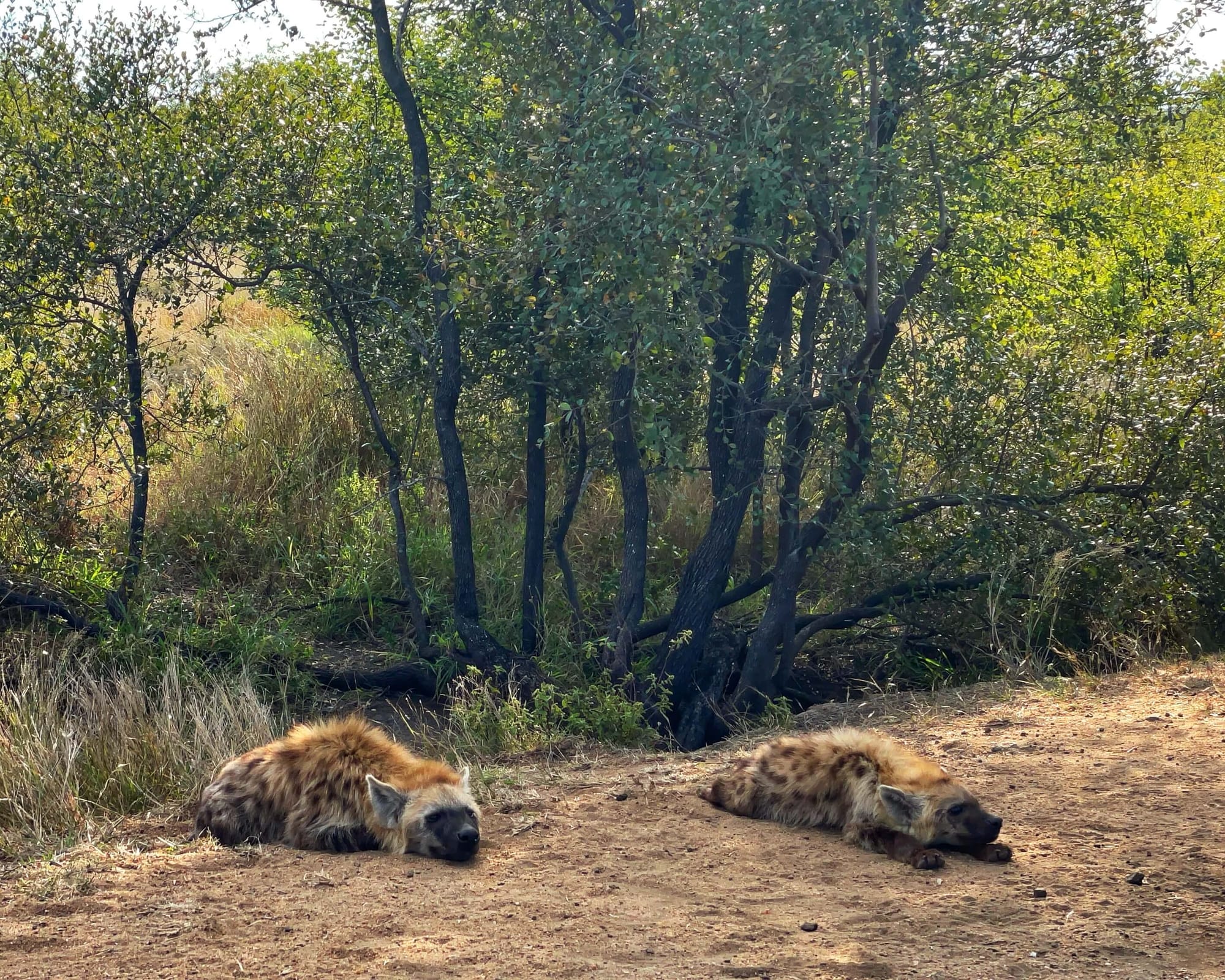 Two hyenas, which look like furry dogs, with auburn fur, dark brown spots, pointy ears, and black faces, lay in the dirt on all fours.