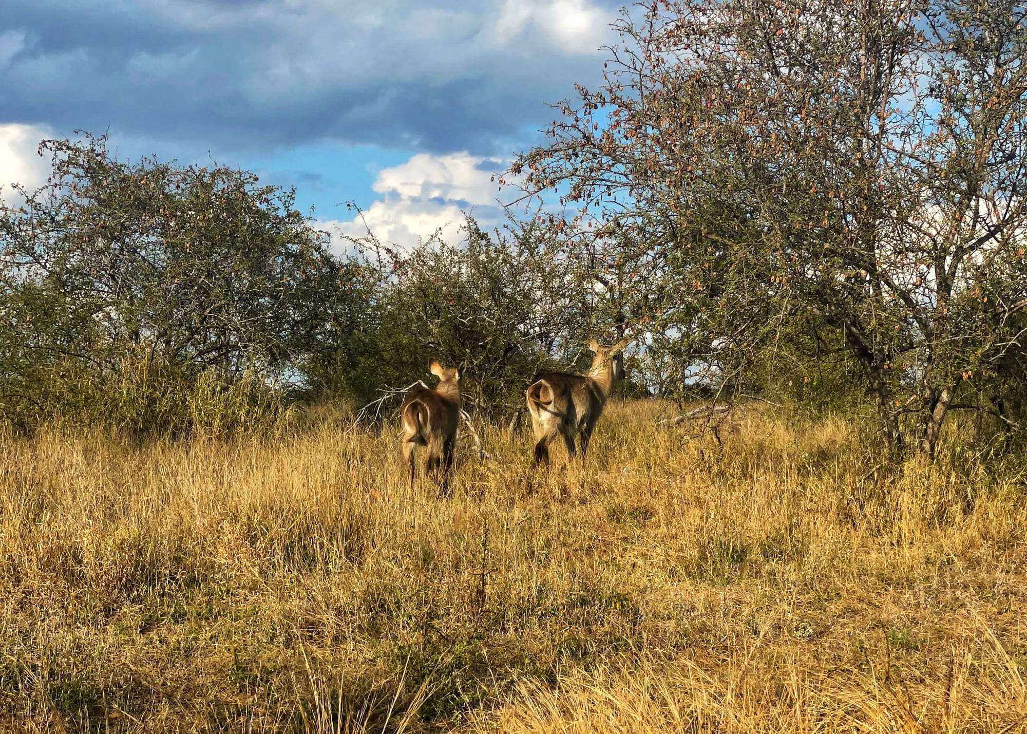 Two small antelope face away. Each has a white circle of fur around the butt, like a target. The grasses are tall and yellow.