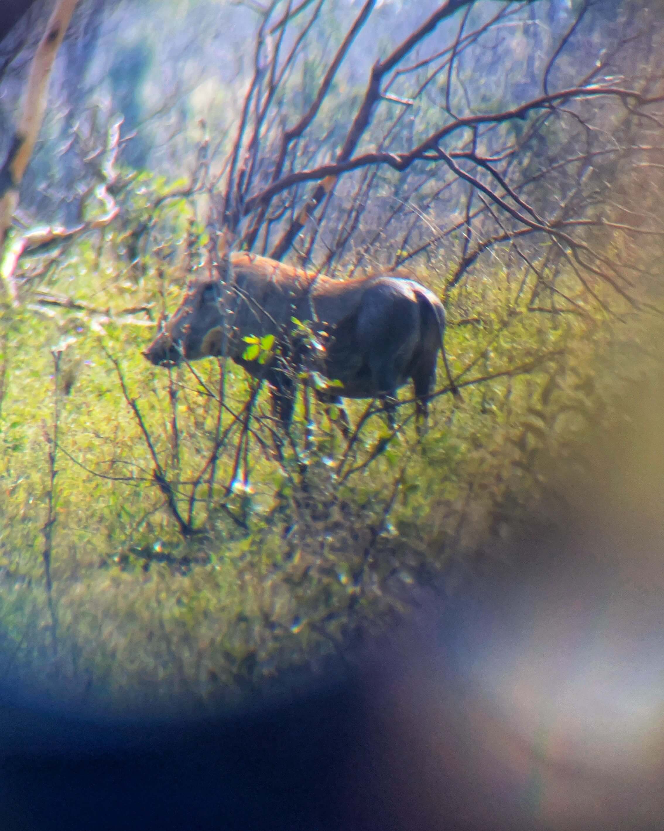 A warthog seen through binoculars.