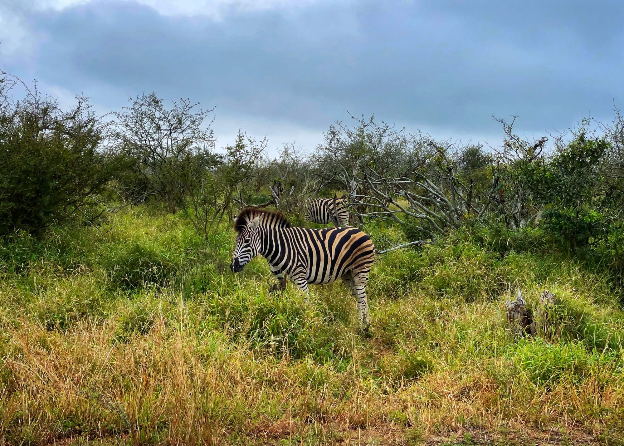 A zebra stands in tall green grasses at profile so that its tall mane, like a mohawk, can be seen. More zebra can be seen hidden among the bushes behind.