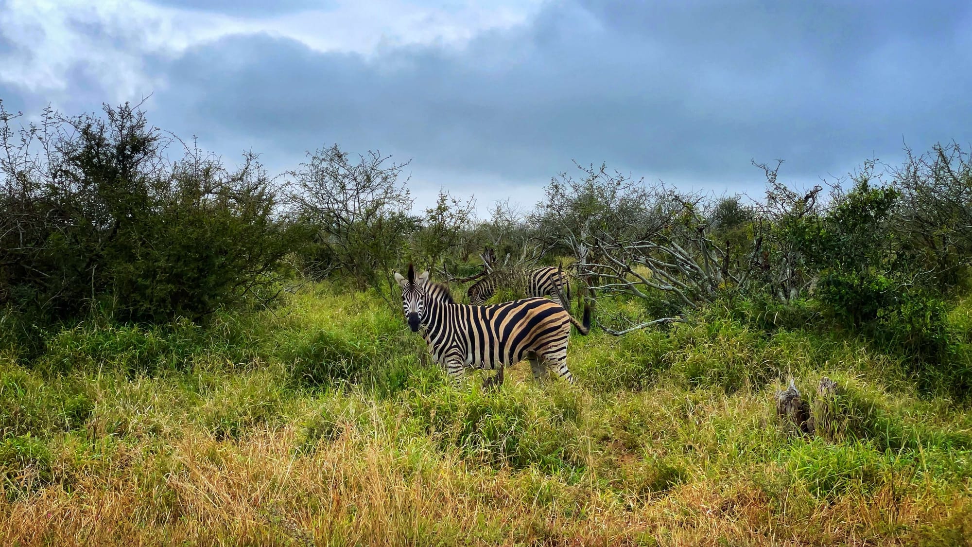 A zebra looks directly at the camera while standing in the middle of yellow and green grasses. More zebras are behind it, along with tall green shrubs.