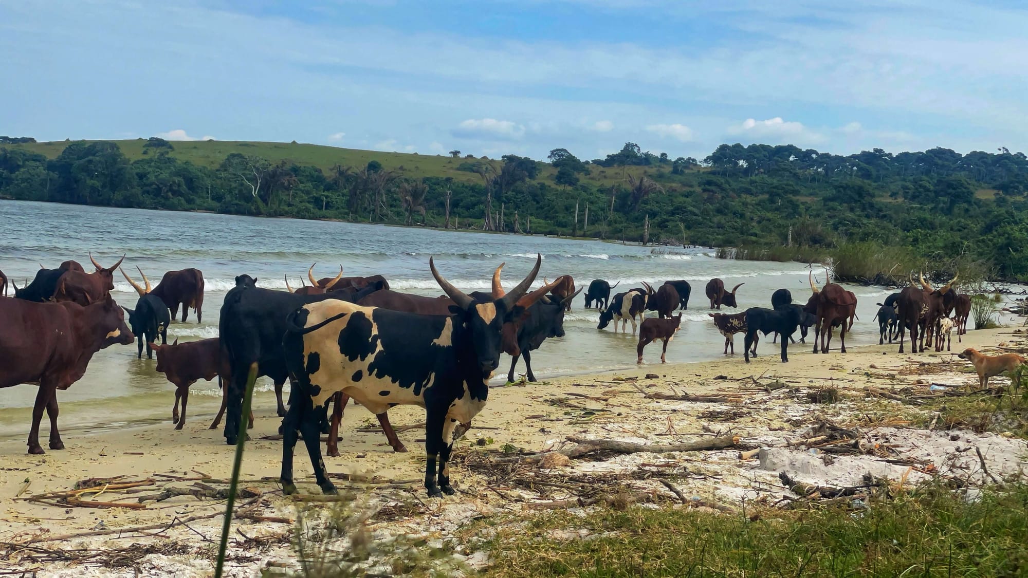 A huge herd of cattle with big horns stand on the same pale sand along the shoreline. 