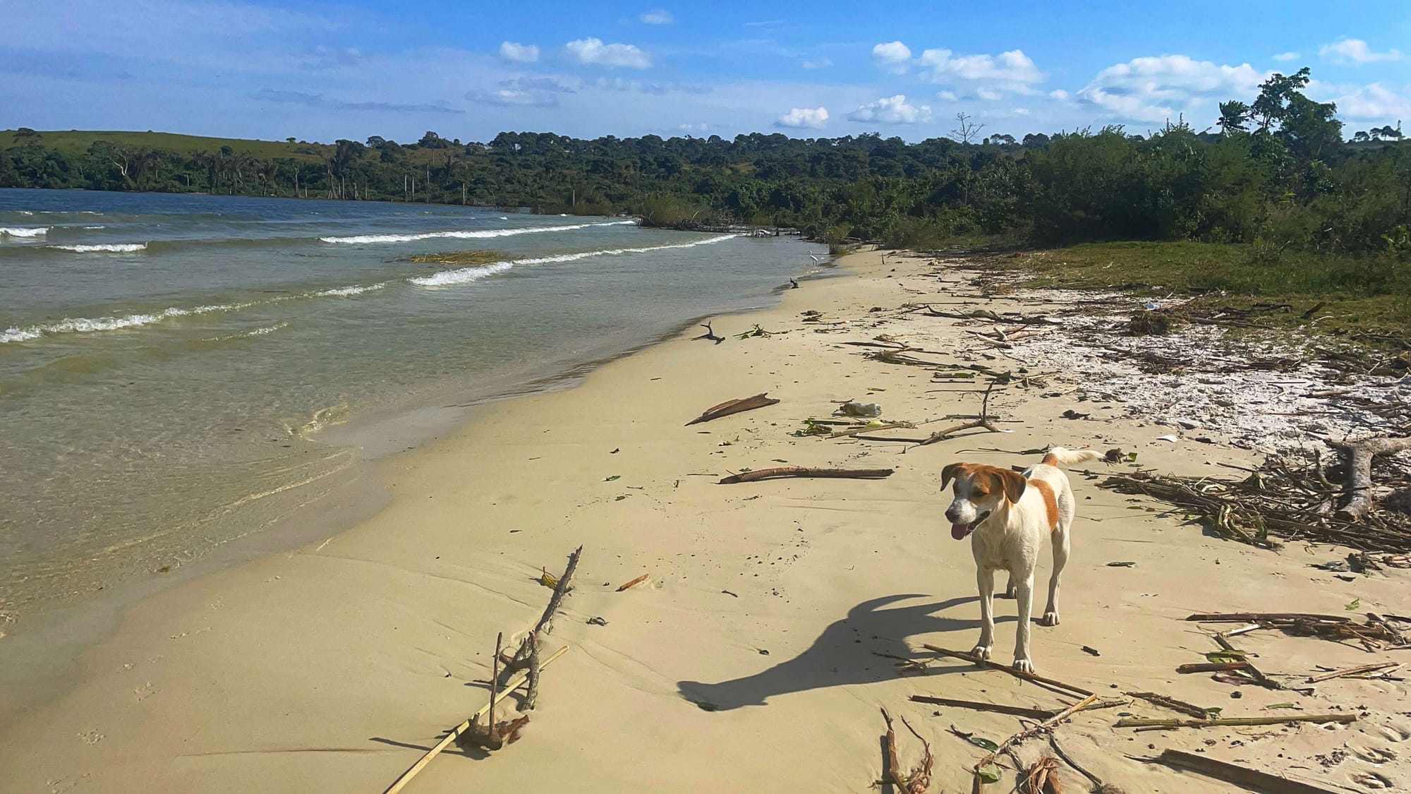 A white and brown dog stands on the pale sand, water lapping at the shore.