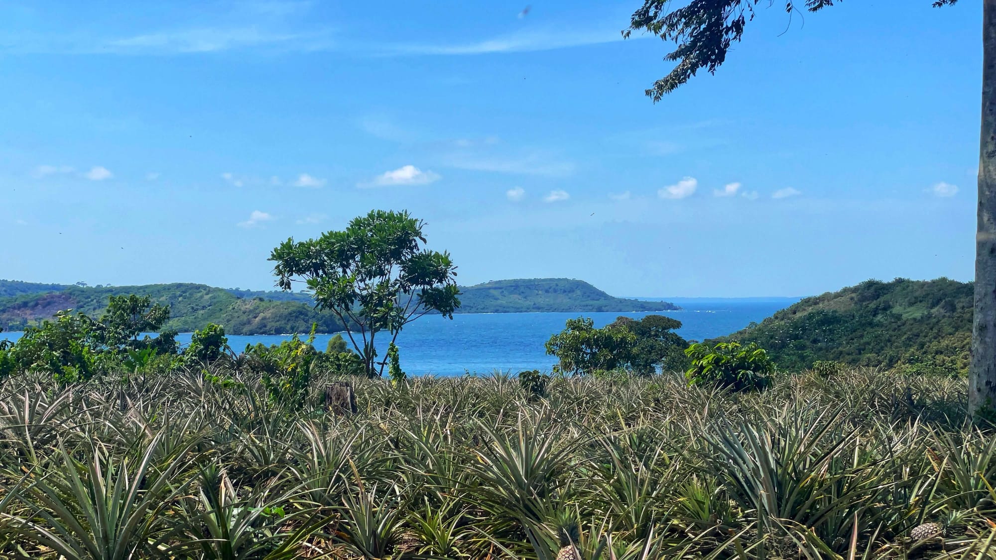 From the top of a hill, a view of two green bodies of land surrounded by blue water.